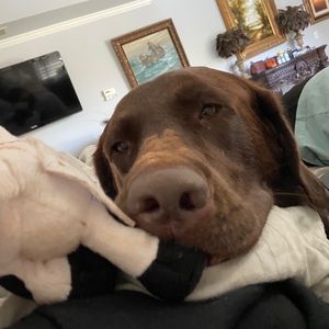 Meet your Posher, Santino